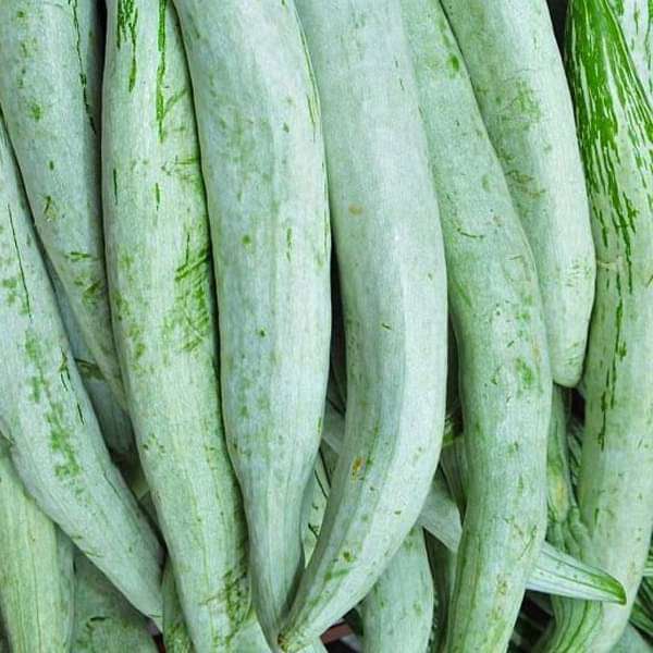 Snake Gourd Chachinda Vegetable Seeds